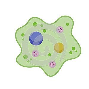 Amoeba cell. Small unicellular animal. Virus and bacteria.
