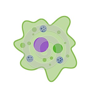 Amoeba cell. Small unicellular animal. Virus and bacteria.