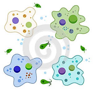 Amoeba cell. Small unicellular animal. Virus and bacteria. Education and science.