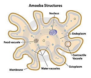Amoeba Cell Structures Biology Diagram photo