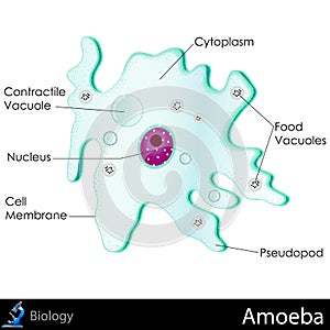 Amoeba Diagram photo
