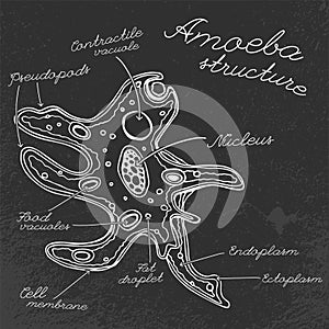 Amoeba Hand-drawn image