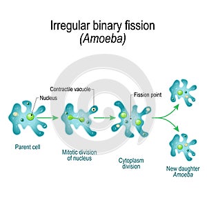 Amoeba. Irregular binary fission