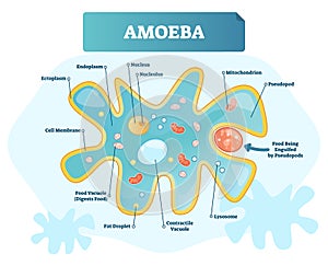 Amoeba labeled vector illustration. Single cell animal structure scheme. photo