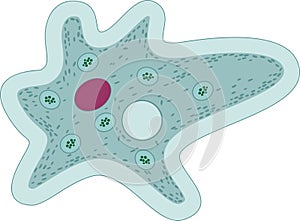 Amoeba proteus with organelles