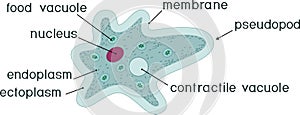 Amoeba proteus with organelles and titles