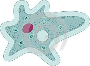Amoeba proteus with organelles photo