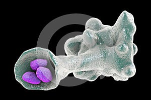 Amoeba protozoan engulfing bacteria