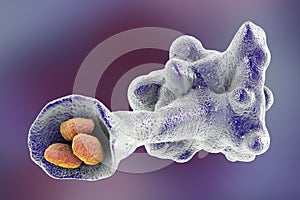 Amoeba protozoan engulfing bacteria photo