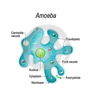 Structure of an amoeba proteus