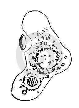 Amoeba vintage illustration