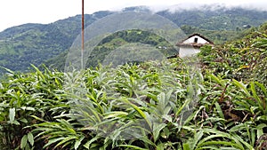 Amomum subulatum Roxb farming in Nepal photo