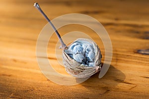 Amomum villosum Lour dried opened fruit on a wooden table