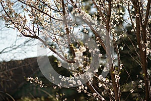 Amond tree with big beautiful white flowers