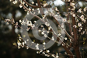 Amond tree with big beautiful white flowers closeup