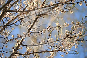 Amond tree branches with big white flowers in blue sky background