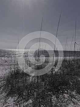 Amongst the Dunes and Sand photo