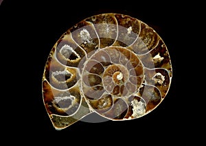 Amonite on the black background