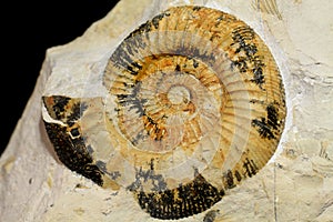 Amonite fossil background