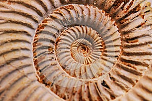 Amonite fossil background