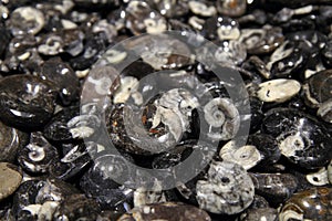 Amonite mineral background