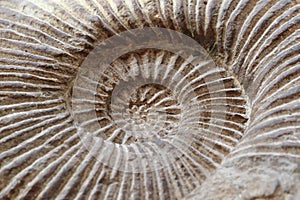 Amonites fossil background