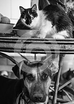 Amores Perros photo