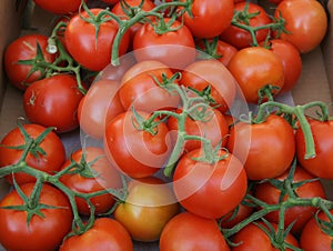 Tomate 