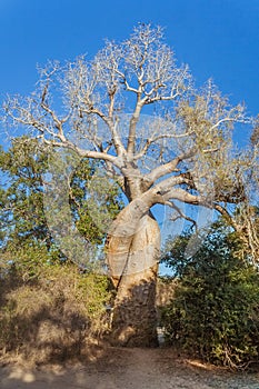 The amorous baobab