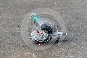 Amorous Feral Pigeons B