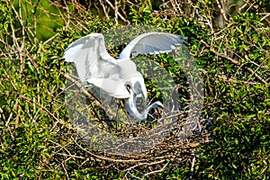 Amorous Pair of Great Egrets