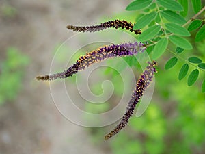 Amorpha fruticosa, False indigo flowers. Differential focus.