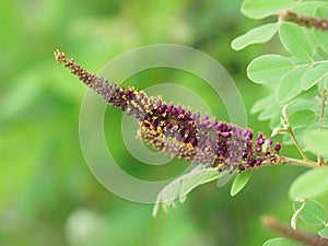 Amorpha fruticosa flowers, known as desert false indigo, false indigo-bush, and indigobush