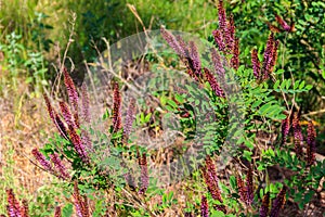 Amorpha fruticosa - purple flowering plant, known by several names - desert false indigo, false indigo-bush and bastard indigobush
