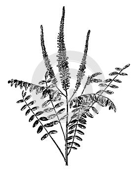 Amorpha Fruticosa vintage illustration