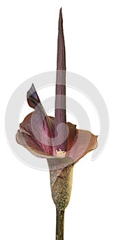 Amorphophallus