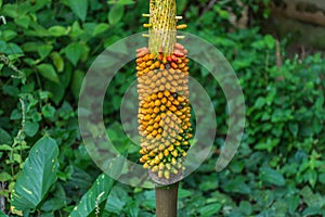 Amorphophallus Campanulatus.