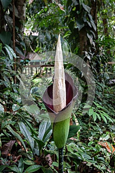 Amorphophallus Flower Gunung Mulu National Park