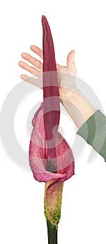 Amorphophallus and hand of a man on a white background