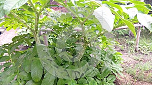Amorphophallus paeniifolius ol green leaves photo