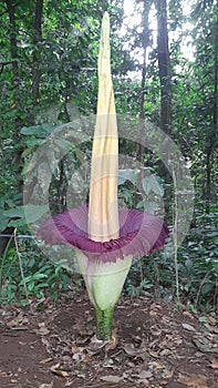 Amorphophallus titanum Sp. Becc.