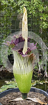 Amorphophallus titanum, titan arum, corpse flower photo