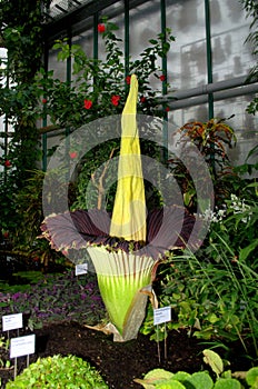 Amorphophallus