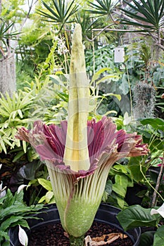 Amorphophullus Titanium ( Corpse Flower)