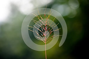 Amorseco or lesser spear grass Chrysopogon aciculatus flower with green background photo