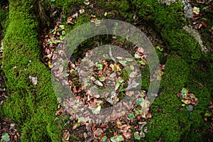 Amount of leafs surrounded by roots