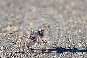 Amoured Ground cricket roadblock