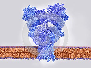 The AMPA glutamate receptor in the inactivated form photo