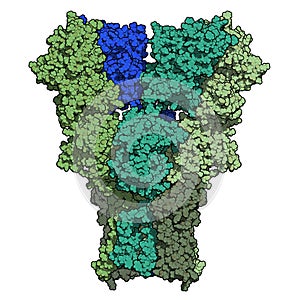 AMPA receptor ionotropic glutamate receptor. Structure of the rat AMPAR composed of tetrameric GluA2, with auxiliary subunit