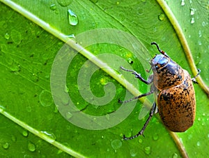 Ampal beetle or lepidiota stigma is Indonesian exotic bug